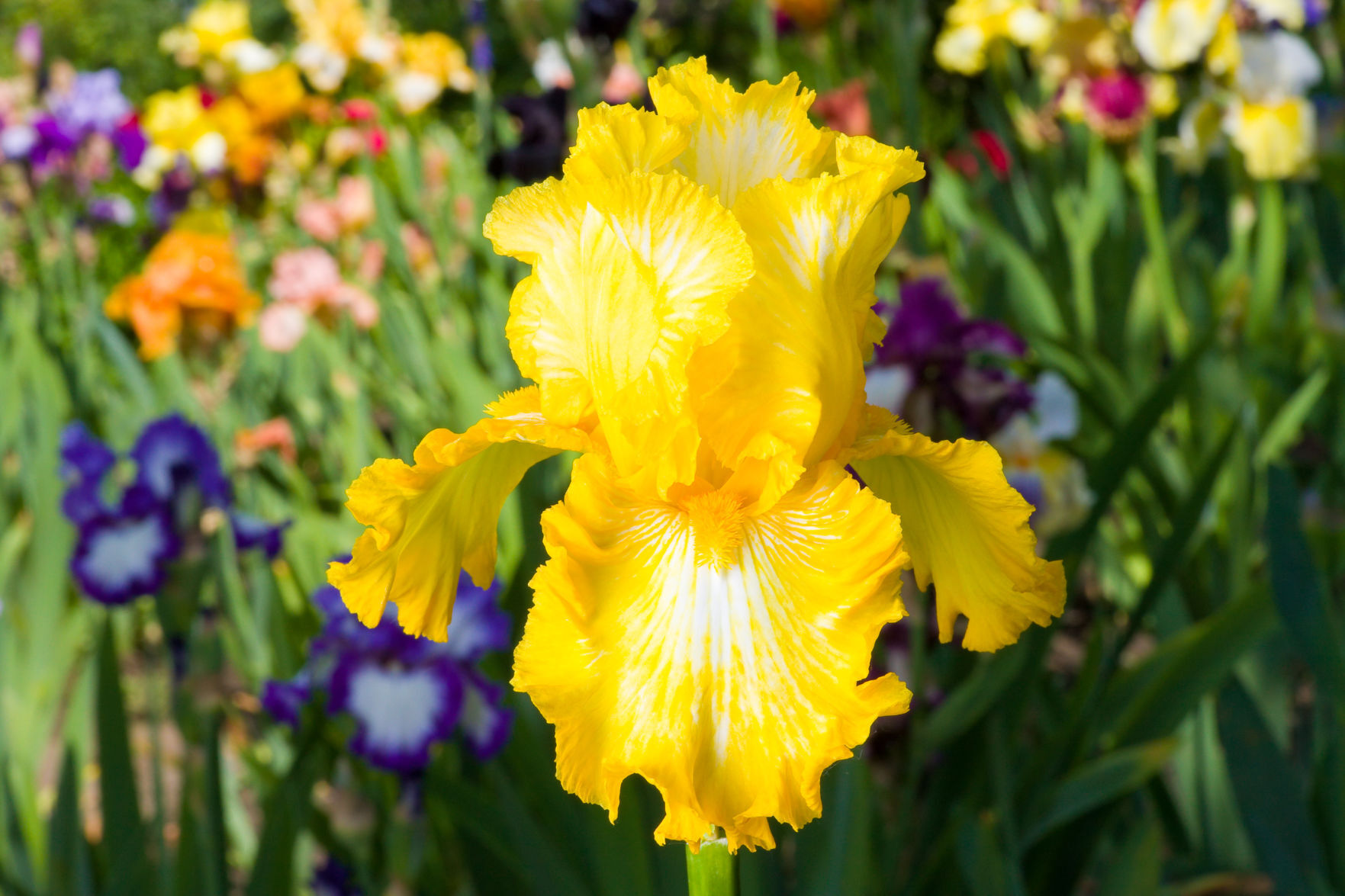 Napa County Master Gardeners: Helping your bearded iris to bloom